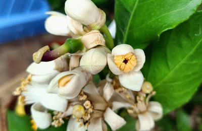 EB - Fleurs d'agrumes - mars 2022...