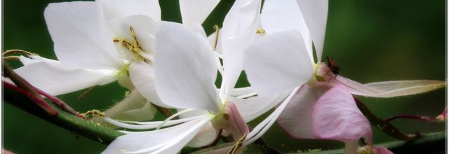 BING !! CA CONTINU.... les fleurs 