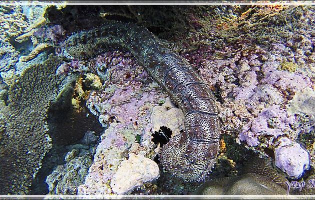 Holothurie rayée ou tiretée, Striated sea cucumber or leopard sea cucumber (Pearsonothuria graeffei) - Snorkeling à Thudufushi - Atoll d'Ari - Maldives