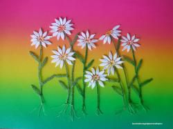 Les marguerites