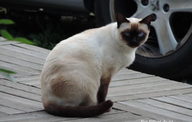 un beau minou ...