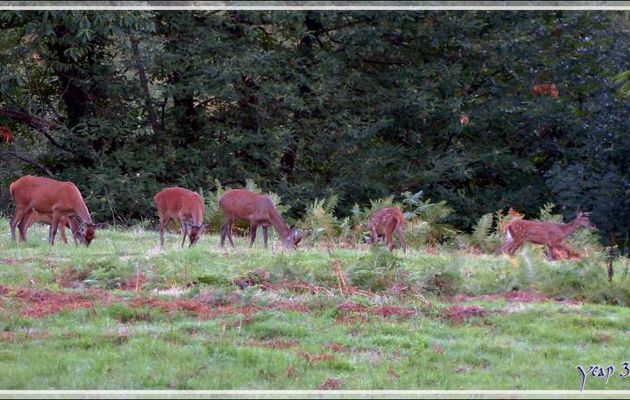 Ce matin, des biches avec leur faon de l'année broutaient (encore) paisiblement - Lartigau - Milhas - 31