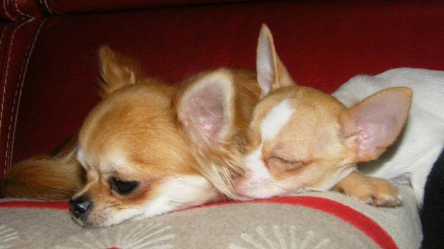Mes chihuahuas .. Mes chiens de poche