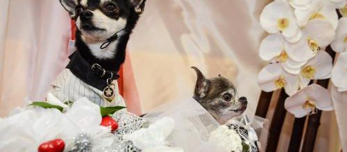 Miss  Shiwa s'est mariée!!