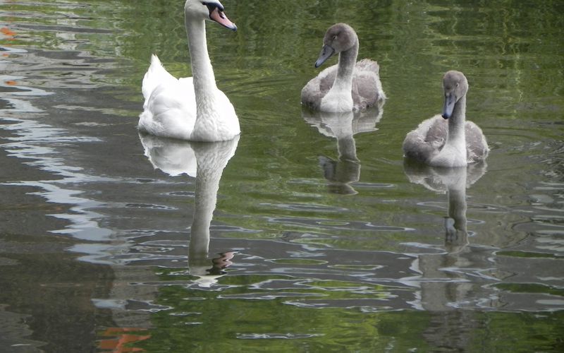 Fais moi un cygne ... en reflet