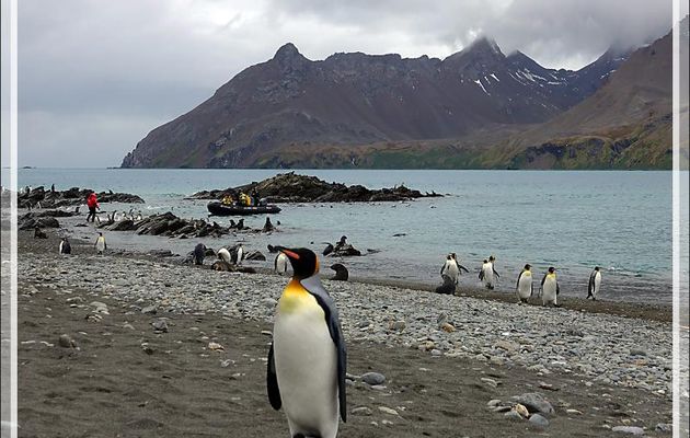 Manchot royal, King penguin (Aptenodytes patagonicus) - Whistle Cove - Fortuna Bay - Géorgie du Sud
