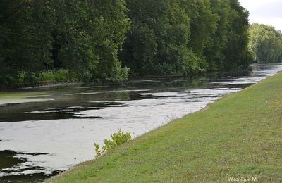 Rambouillet : Les lentilles d'eau 
