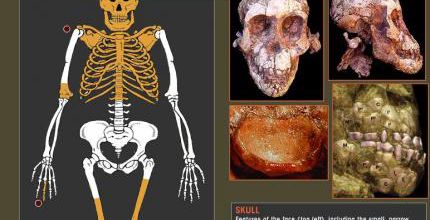 Selam Dikika la petite Lucy Australopithecus afarensis