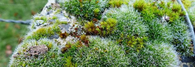 Mousse et lichen des merveilles de dame Nature