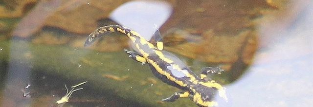 Un  dragon dans la mare : la salamandre