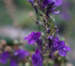 fleurettes de fin d'été