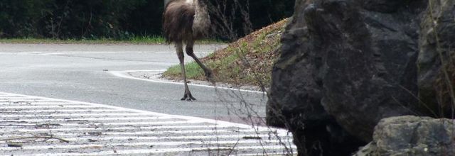 Étrange rencontre sur la route!