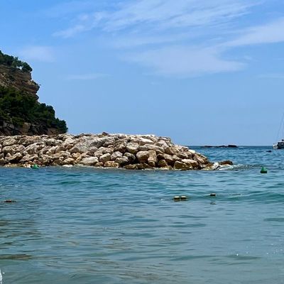Les gorgones de l'îlot de la Mona à Carry le Rouet