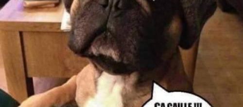 Chien pipi comme le chat