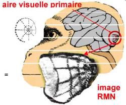 Les centres de traitement de la vision dans le cerveau (2)