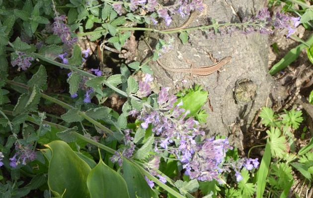 FLEURS  DU  JARDIN  EN  JUIN