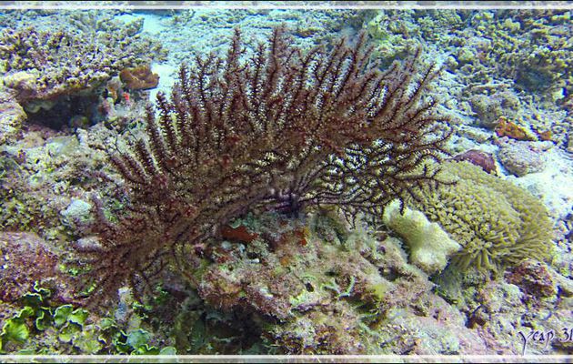 Gorgone creuse, Red seafan coral (Solenocaulon akalyx) et Corail cuir - Athuruga Reef - Atoll d'Ari - Maldives