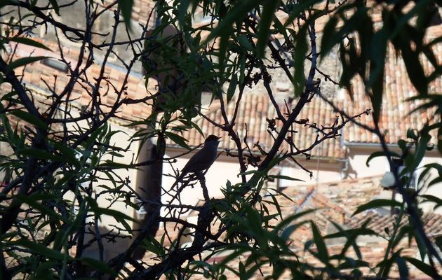 un oiseau en contre-jour !