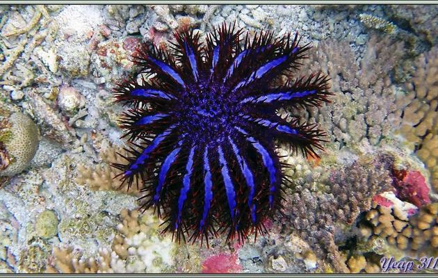 Acanthaster, Etoile-coussin de belle-mère, Couronne du Christ, Couronne d'épines, Etoile de mer dévoreuse de corail (Acanthaster planci) - Athuruga - Atoll d'Ari - Maldives