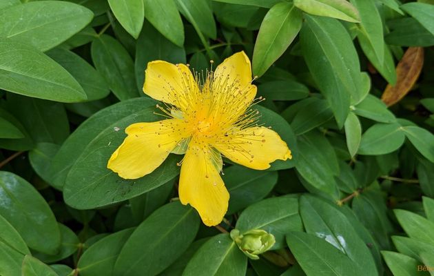 Nos fleurs du jardin - 3