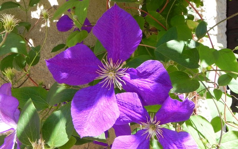 une fleur d'Ipomée , un bourdon , un papillon