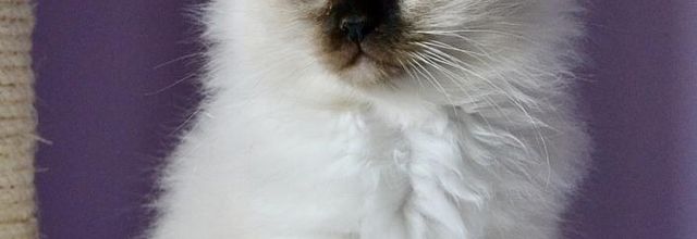 R ... comme Ravissant ❤️