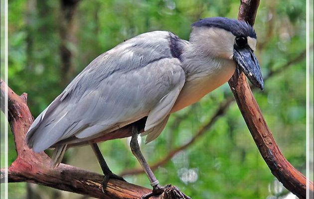 Héron au "bec en bateau", le Savacou huppé, Boat-billed heron (Cochlearius cochlearius) - Parque das Aves - Foz do Iguaçu - Brésil