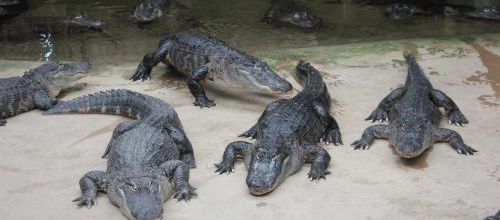 alligator