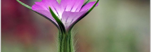Nielle des Blés (1) - Agrostemma githago