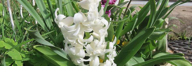 Nos fleurs du jardin 