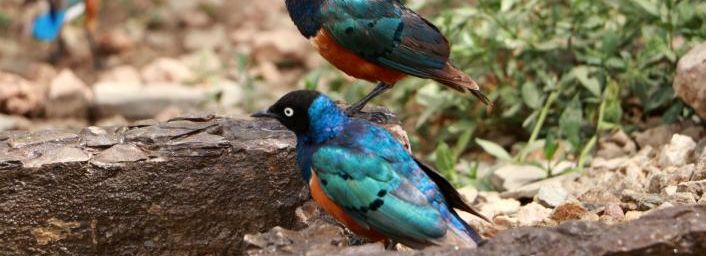 Les oiseaux du Sérengeti, Tanzanie