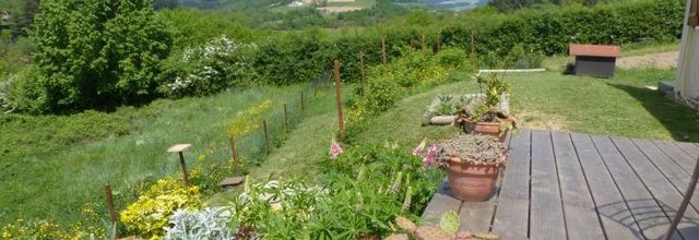 Les fleurs du jardin.