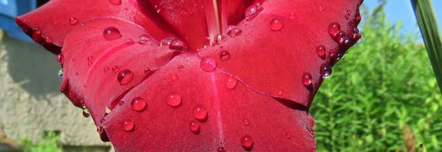 mes gouttes recherchées 