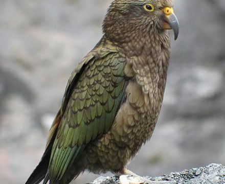 Perroquets en liberté.
