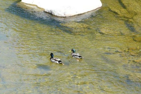 Des canards sur l'Ouvèze