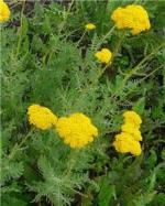 Achillea millefolium