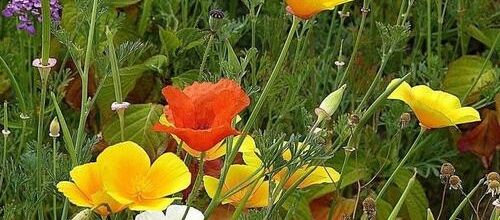 Les femmes et la mode