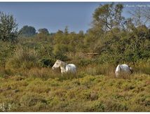 Chevaux de Camargue