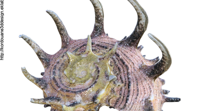 Tube de coquillage exotique (render-image)