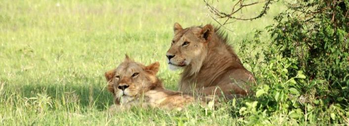 Les félins du Sérengeti, Tanzanie