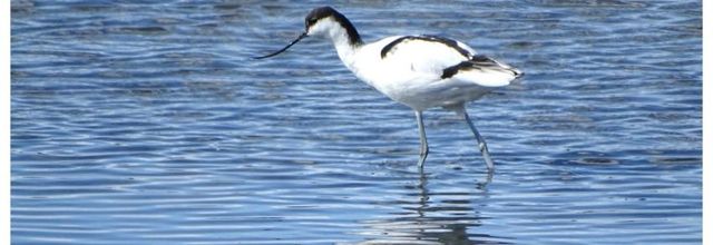Noirmoutier - Avocette - barge à queue noire  septembre 2017