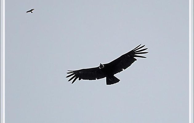 Très haut dans le ciel sans relief, deux condors planaient - Glacier Aguila - Terre de Feu - Patagonie - Chili