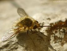 Bombyle minor ♀