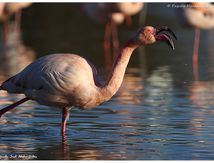 Toilette de Flamant rose