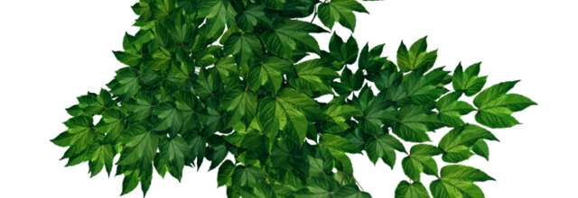 Ѽ Vegetation 