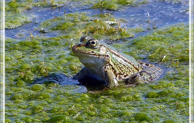 Grenouille verte d'Europe (Rana kl. esculenta) - La Couarde-sur-Mer - Île de Ré - 17