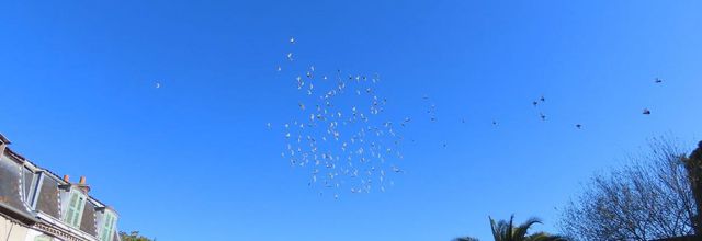 oiseaux à Sauveterre du Béarn