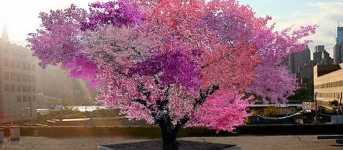 Un arbre aux 40 variétés de fruits