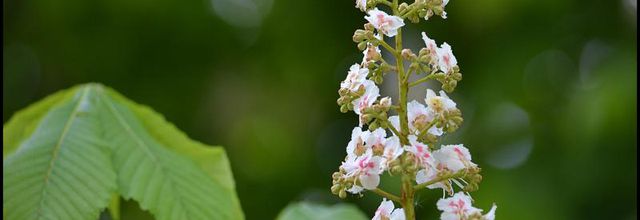 Fleurs de Marronnier commun  (ou marronnier d'Inde, marronnier blanc)