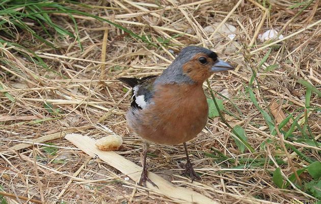 des oiseaux ...